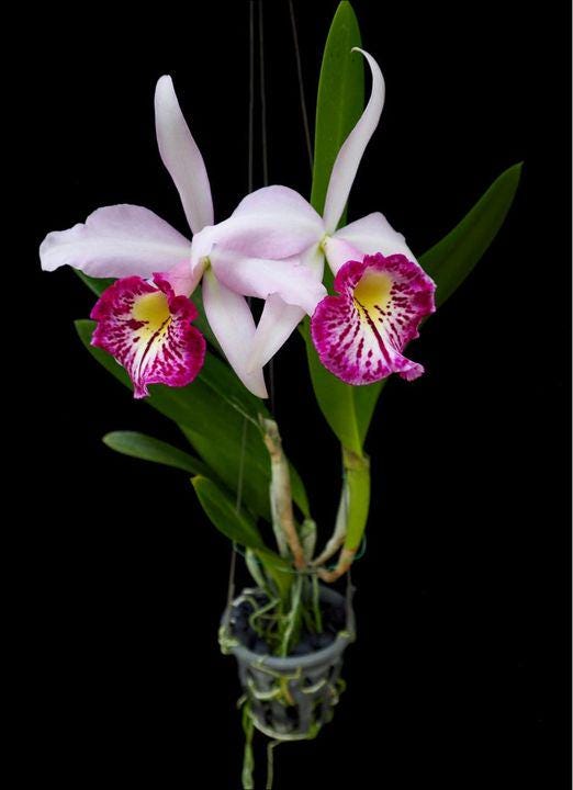 Brassocattleya Taiwan Big Lip 1 Plant Orchid (Rare Collector's Item)