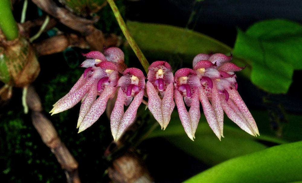 Bulbophyllum dentiferum - Rare Bloom Size Bulbophyllum Orchids Exotic Orchid plant