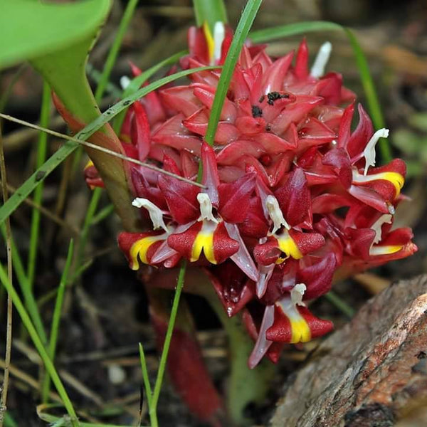Curcuma borealis (red)
