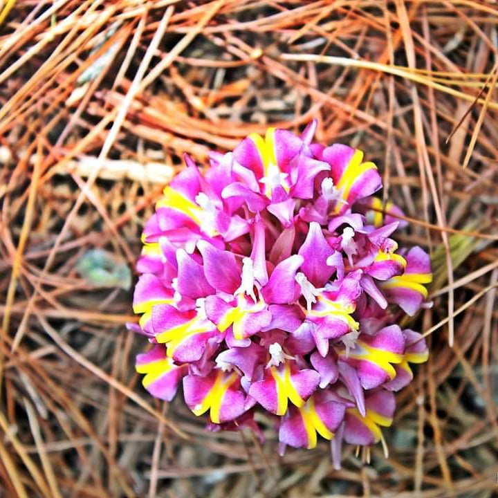 Curcuma borealis (Thailand) Rhizome/ Bulb Rare Zingiberaceae collection