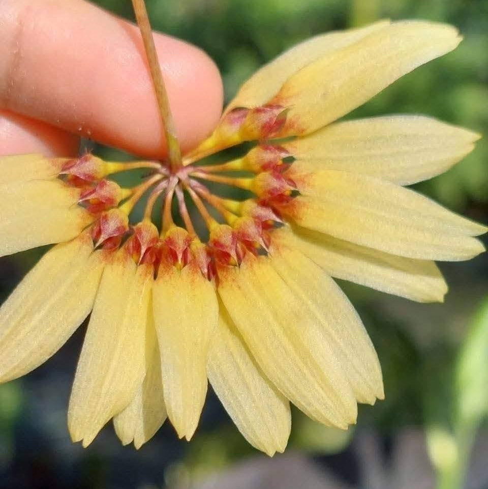 Bulbophyllum (lepidum x vaginatum)