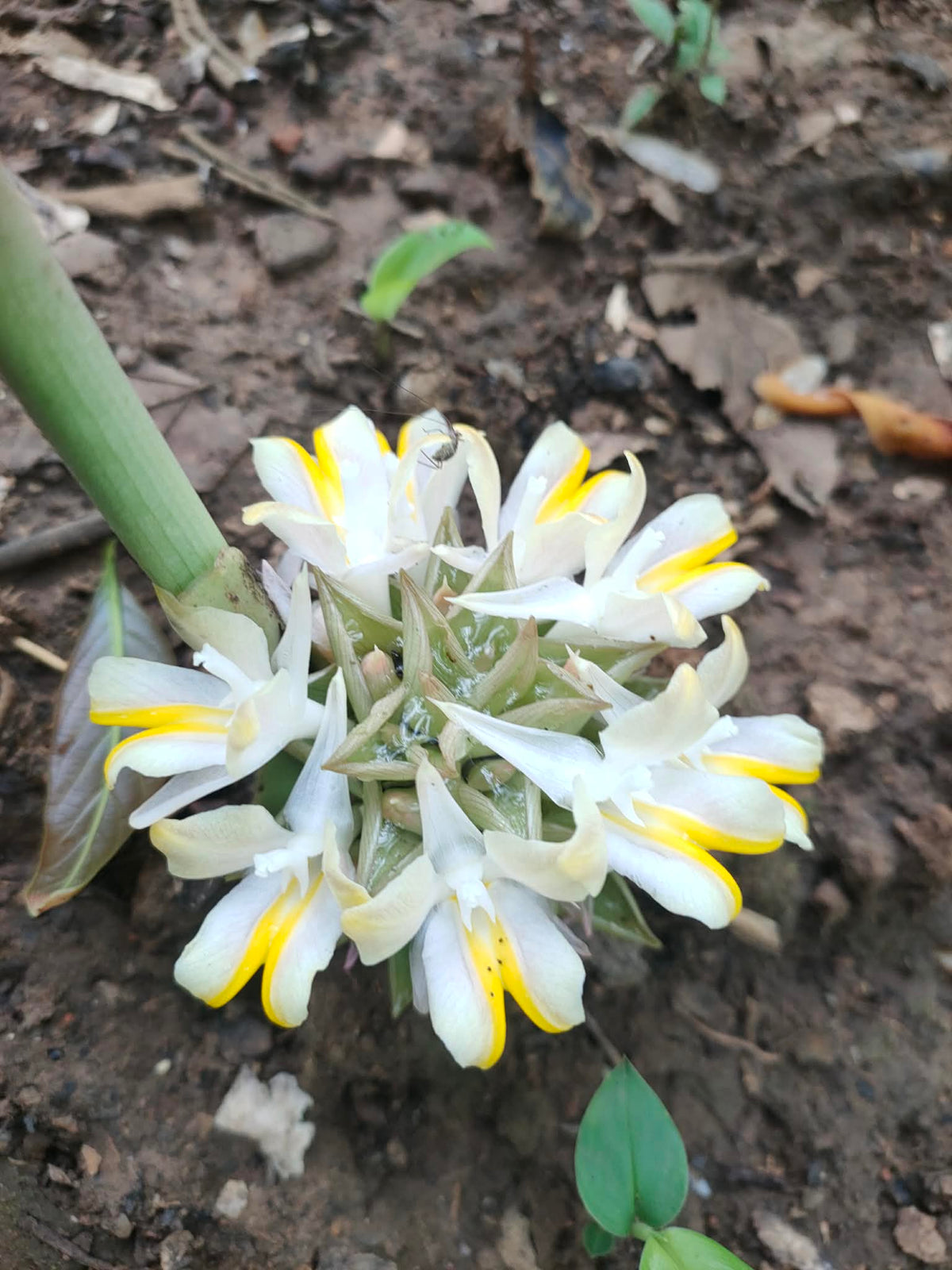 Curcuma borealis (white)