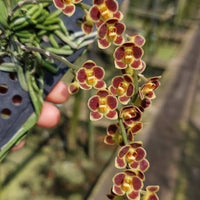 Chiloschista lunifera
