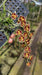 Chiloschista lunifera