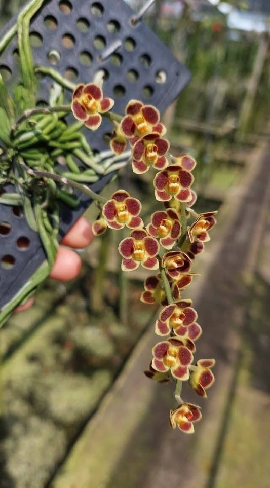 Chiloschista lunifera