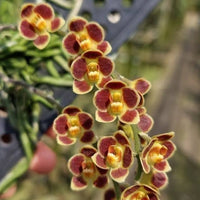 Chiloschista lunifera