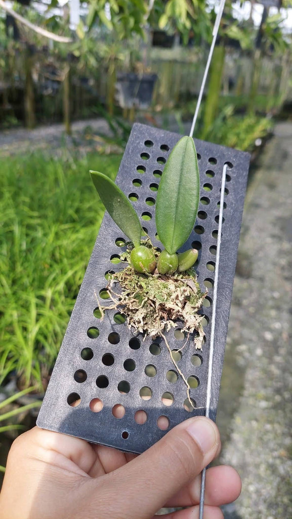 Bulbophyllum fascinator alba