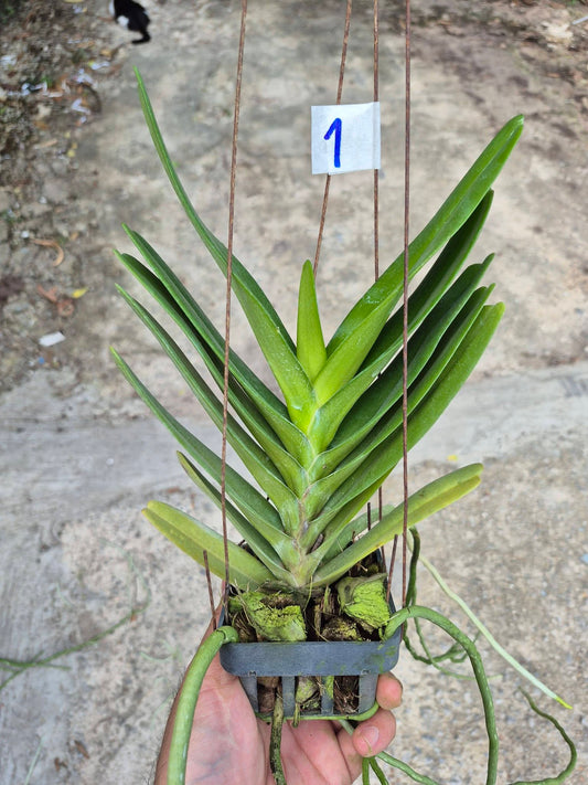 Aerides houlletiana var alba (yellow )