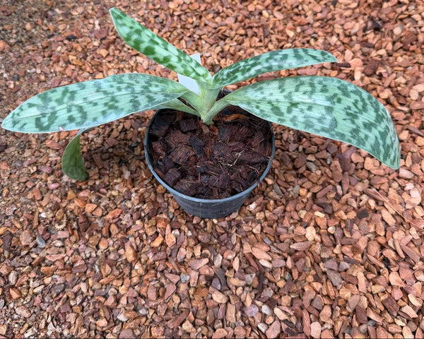 Paphiopedilum superbiens