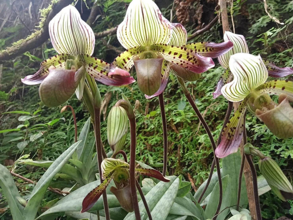 Paphiopedilum agusii
