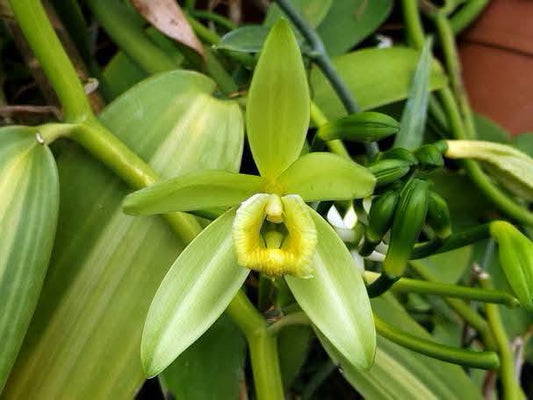 Vanilla planifolia (Yellow variegate)