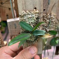 Robiquetia aberrans (syn. Malleola baliensis)
