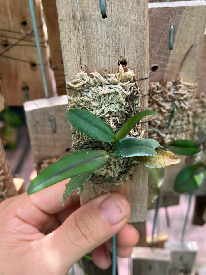 Robiquetia aberrans (syn. Malleola baliensis)