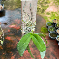 Gastrochilus obliquus