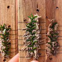 Cleisostoma scolopendrifolium