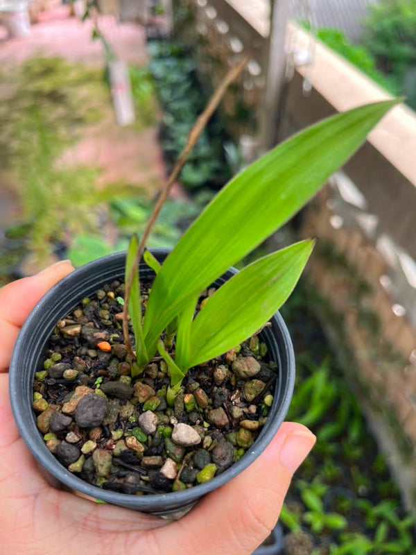 Bletilla foliosa