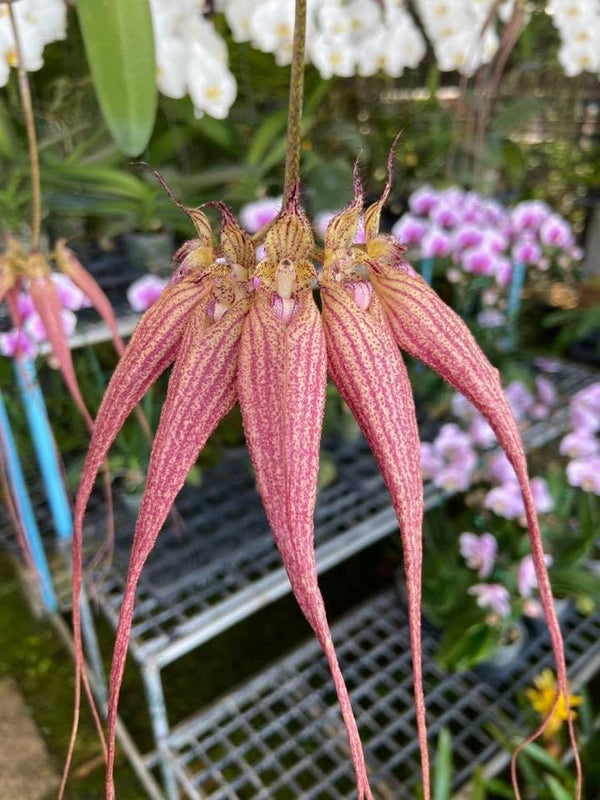 Bulbophyllum Elizabeth Ann