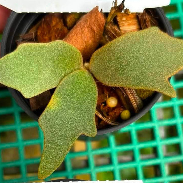 Platycerium willinckii 'Nano' Dwarf