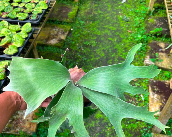 Platycerium Ginka