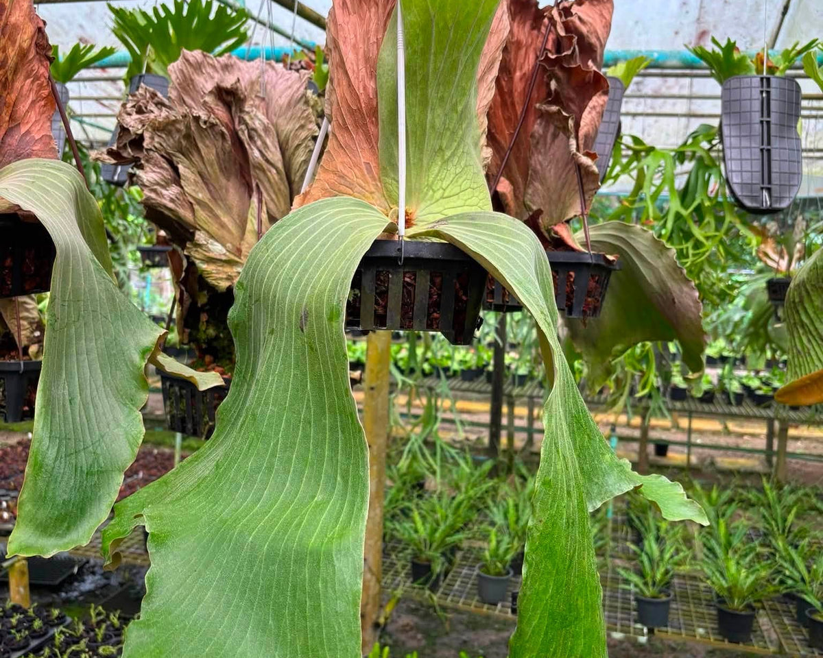 Platycerium Elimaria