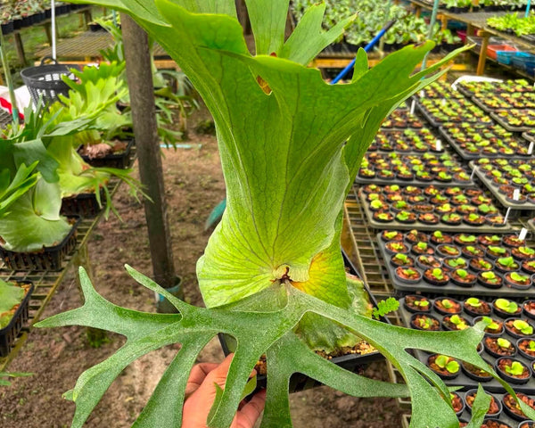 Platycerium Holttumii x Coronarium