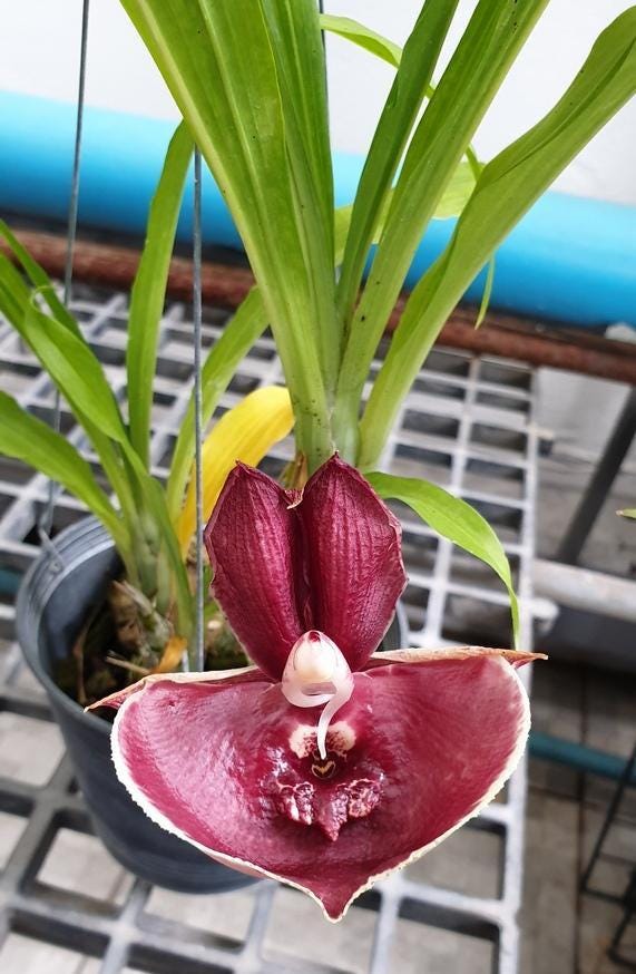 Catasetum Penang Hybrid Orchid: Rare Bloom Size Plant (3.5" Pot)