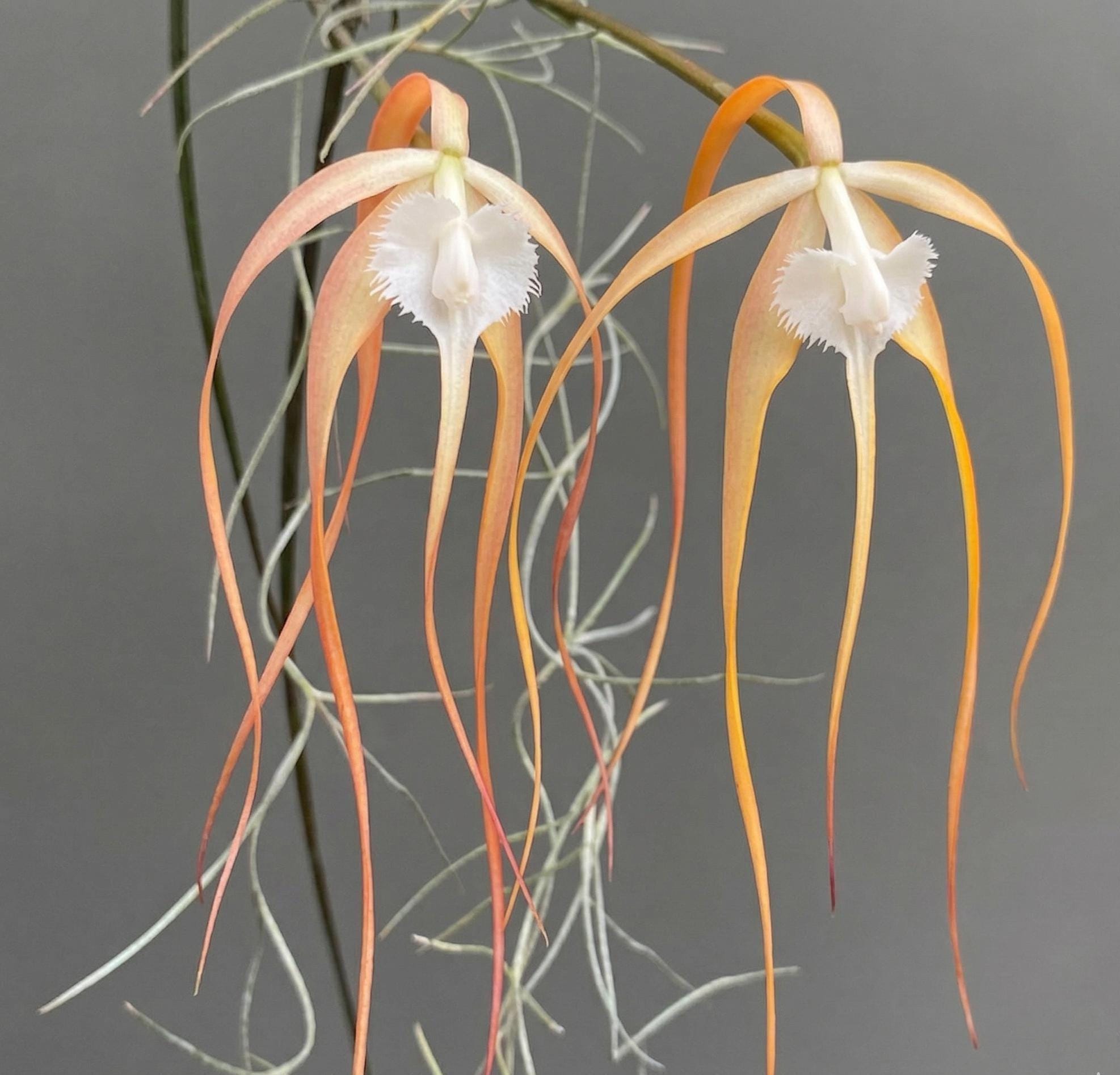 Brassavola cucullata (Red Form) 1 Plant Orchid (Bloom Size)