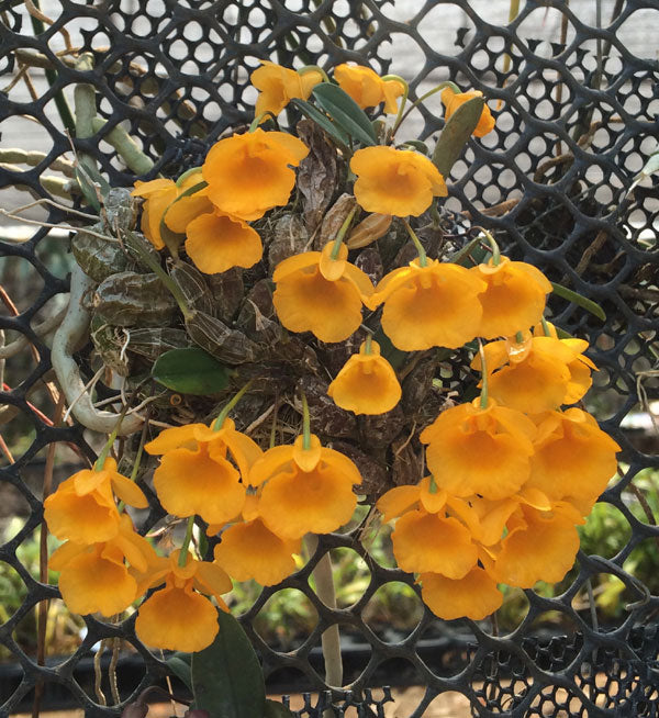 Dendrobium jenkinsii