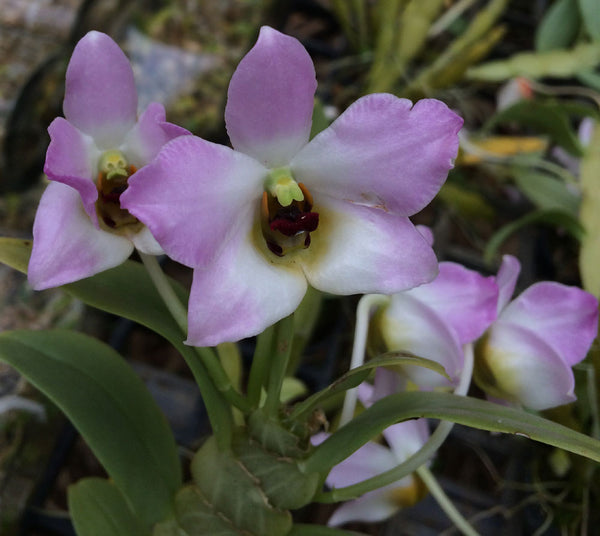 Dendrobium trantuanii