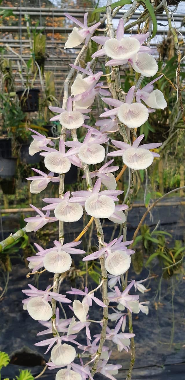 Dendrobium primulinum