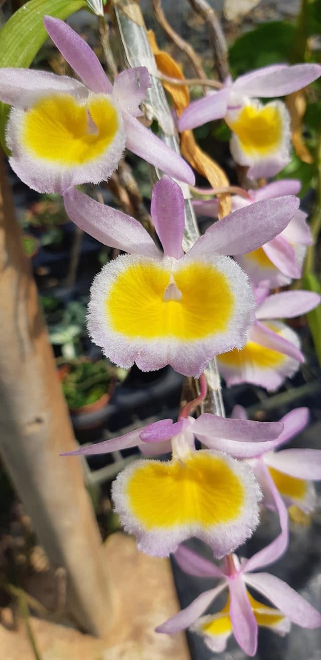 Dendrobium primulinum (Laos)