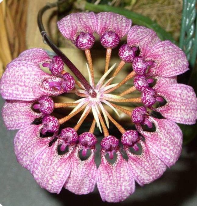 Bulbophyllum annamense 1 Plant Orchid (Rare Collector's Item)