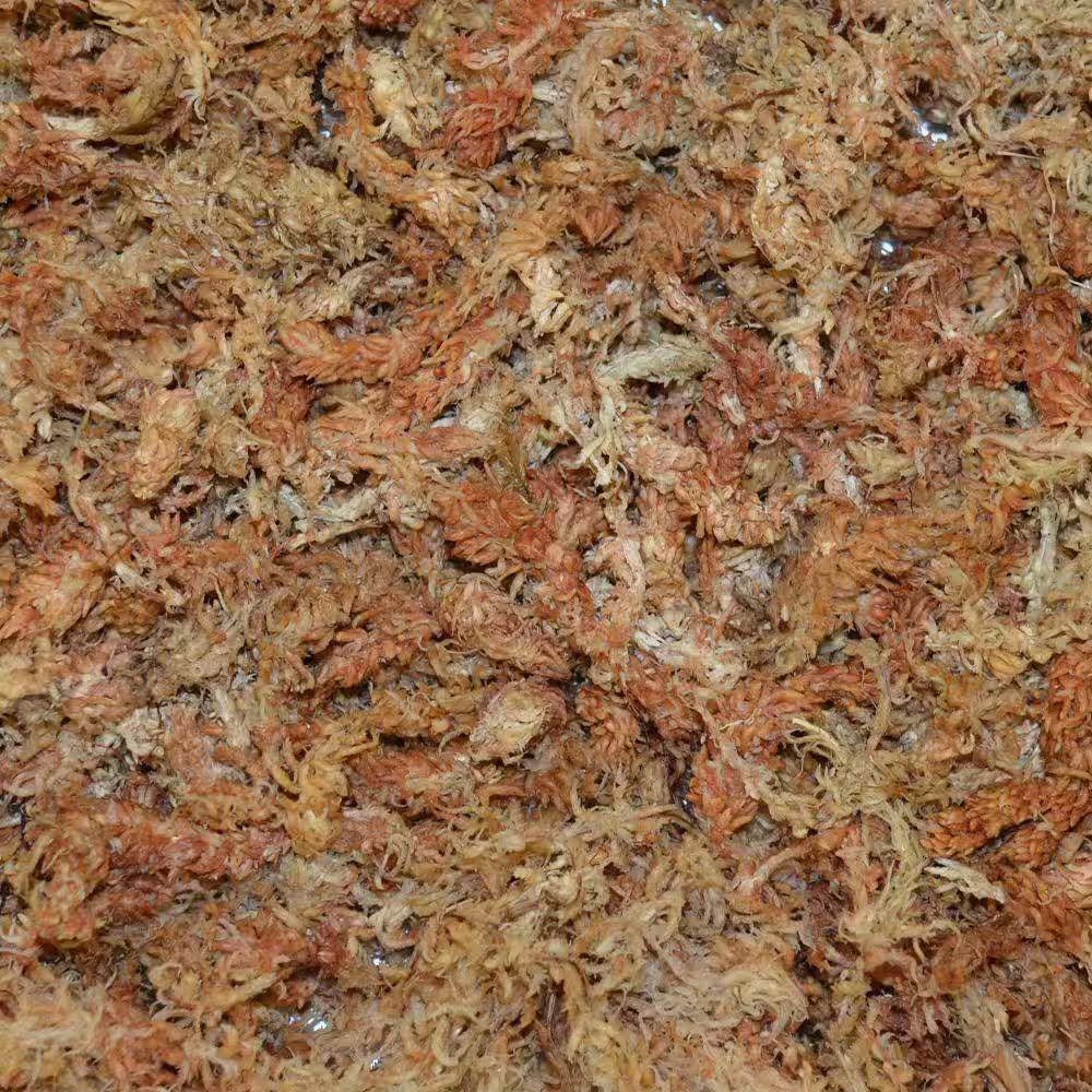1/8 Cu. Ft. Premium Grade Orchid Moss (2-Pack)