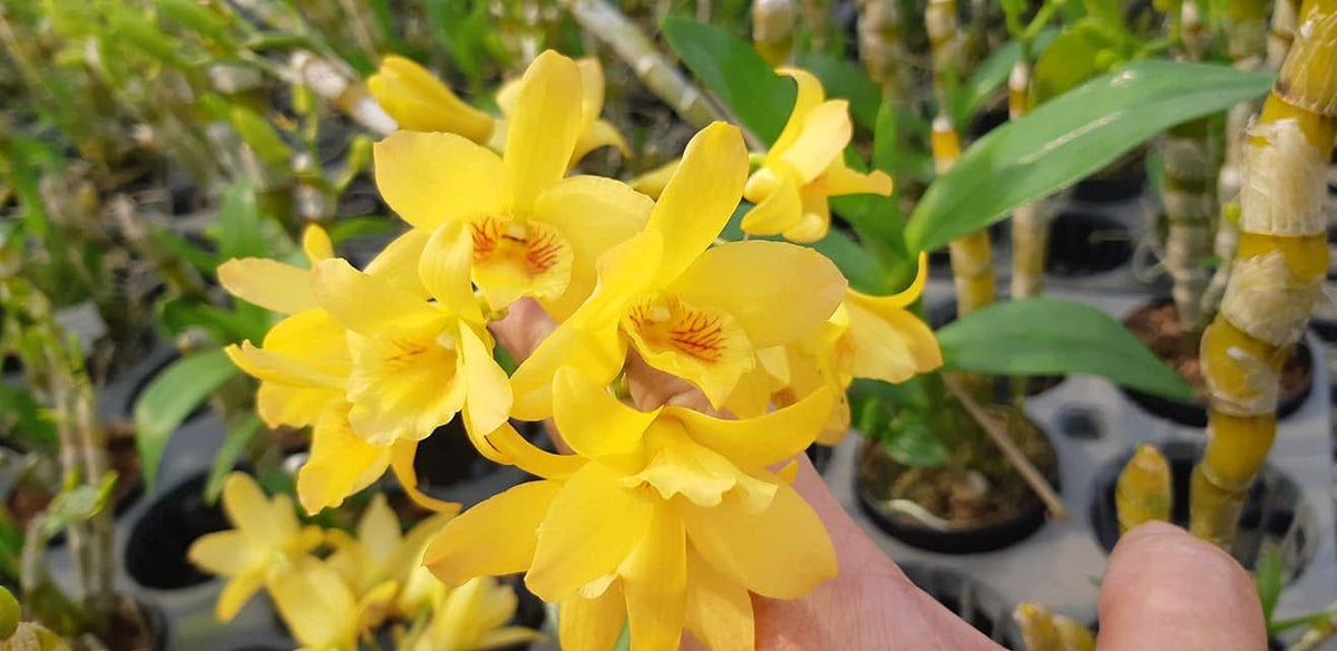 Dendrobium sukhakulii