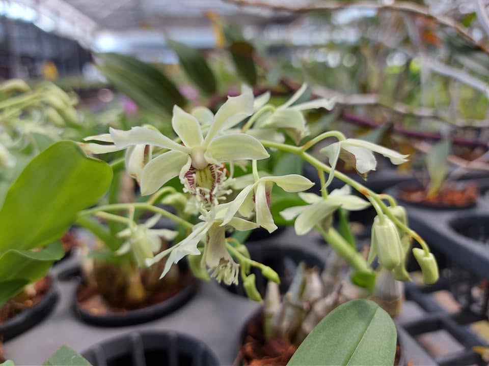 Dendrobium venustum
