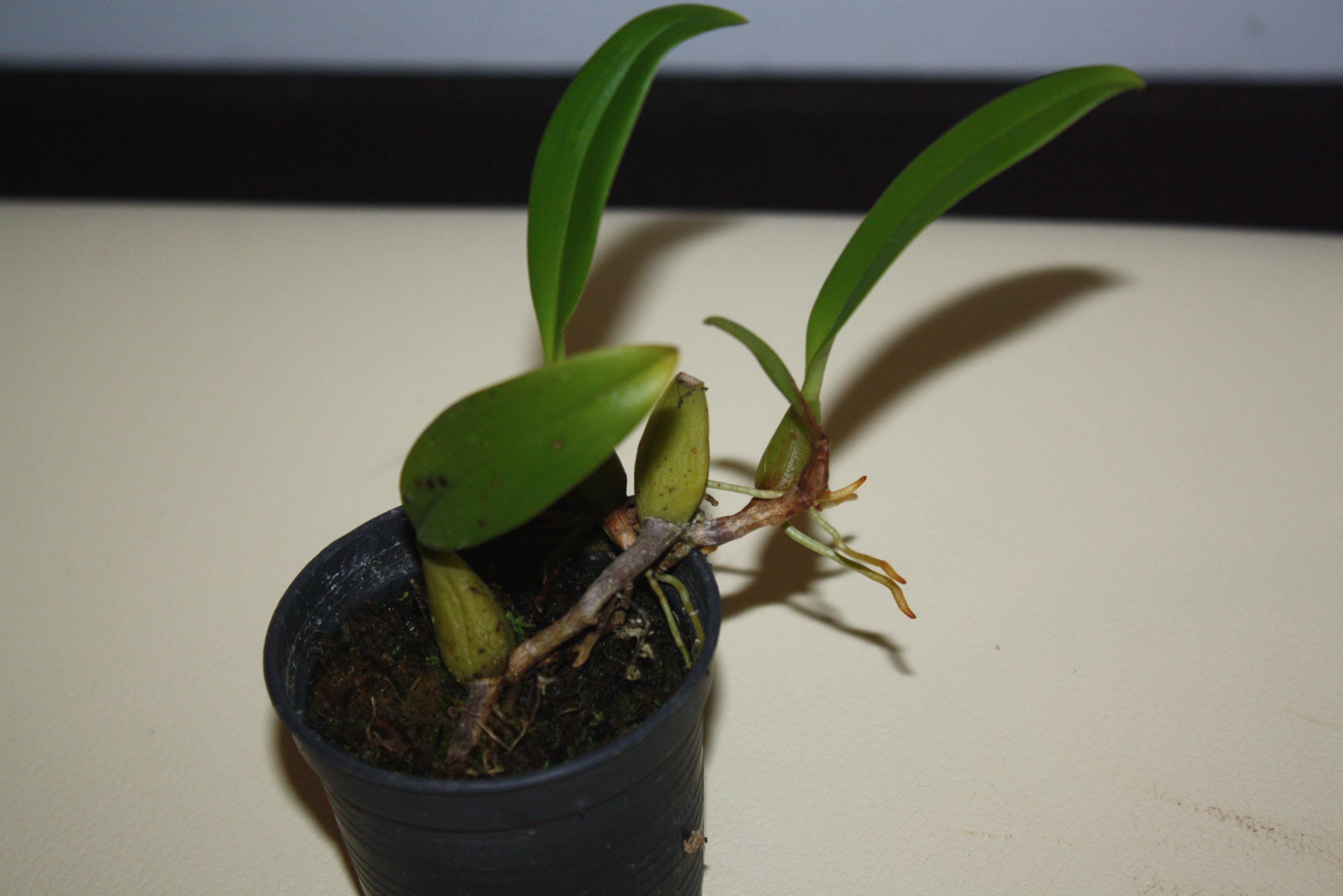 Bulbophyllum ecornutum 1 Orchid Plant, Bloom Size,Mini Orchid Collection