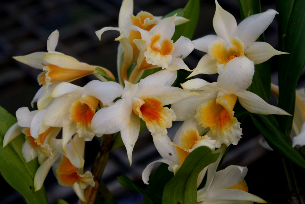 Dendrobium cariniferum