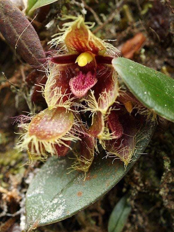 Bulbophyllum dayanum Orchid Plant: Mounted Epiphytic Species (Bloom Size)