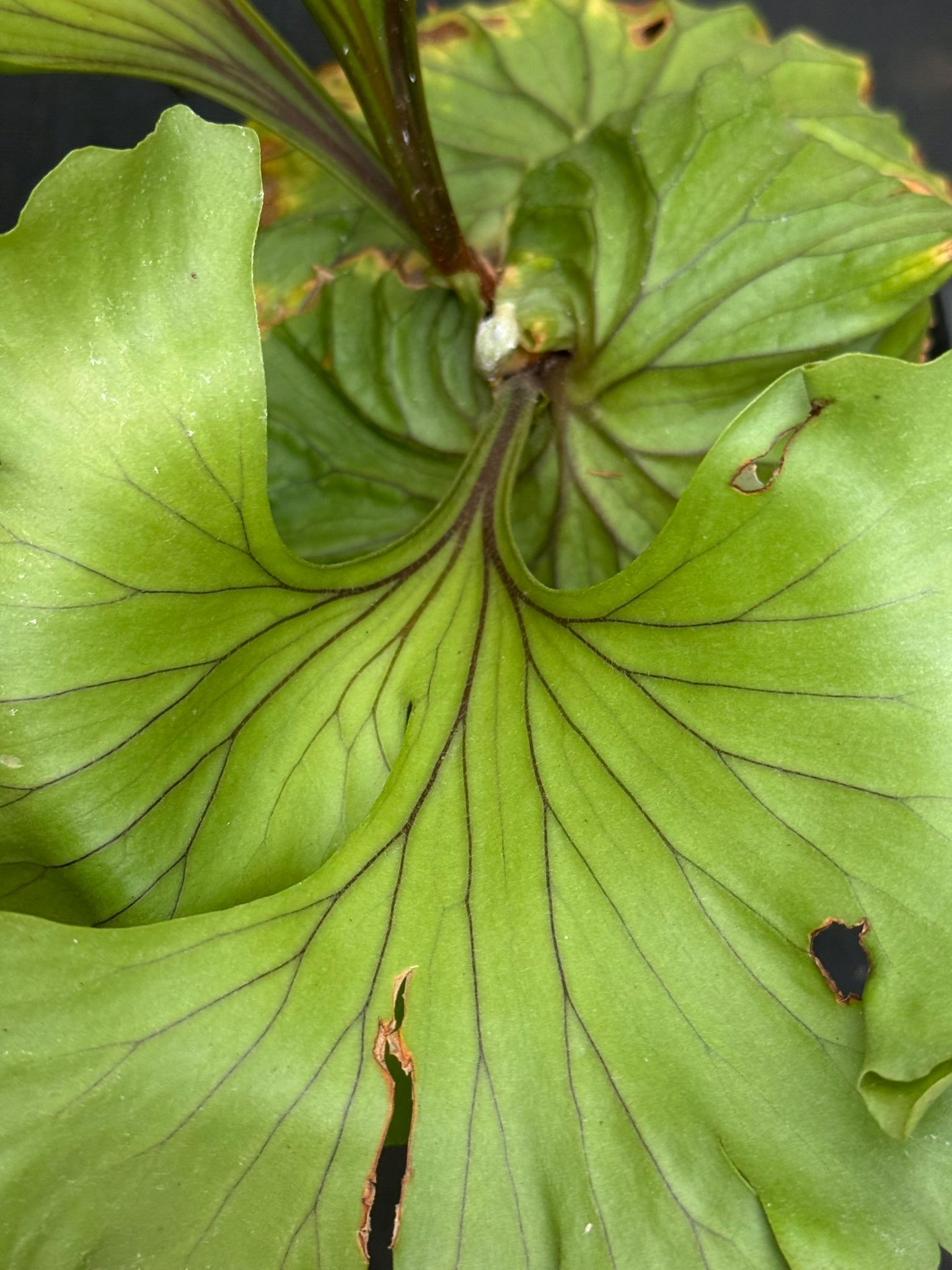 A x Platycerium ridleyi "Monkey King"  Staghorn Fern - 1 Plant (Plant A)