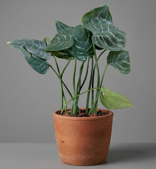 Aglaonema sp Plant, Rare Compact Species, South Thailand Flora