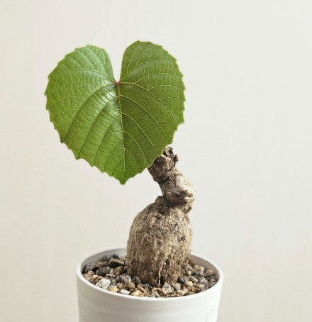 Anperoshissasu Marutini アンペロシッサス・マルティニ   1 Plant Caudex plant Ampelocissus Martini Wild Grape