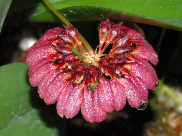 Bulbophyllum curtisii