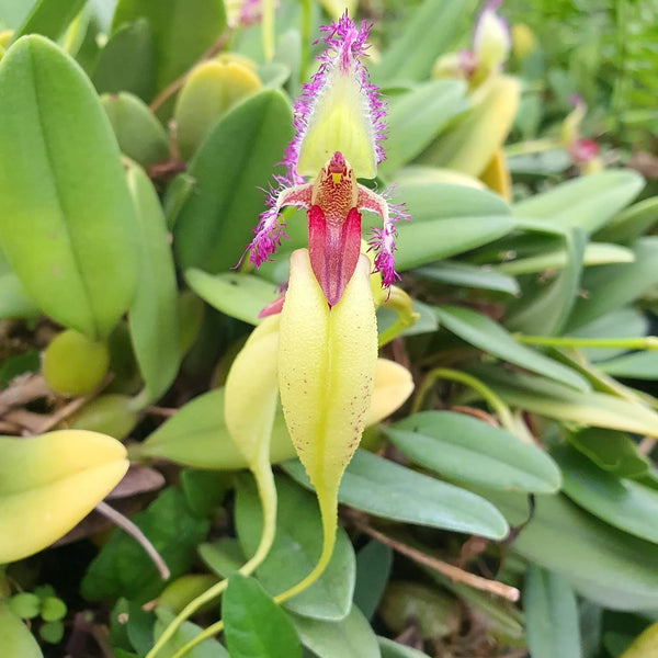 Bulbophyllum fascinator semi alba