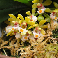 Gastrochilus obliquus