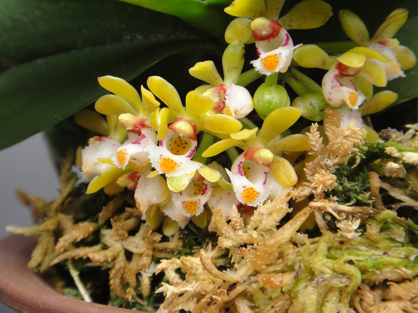 Gastrochilus obliquus