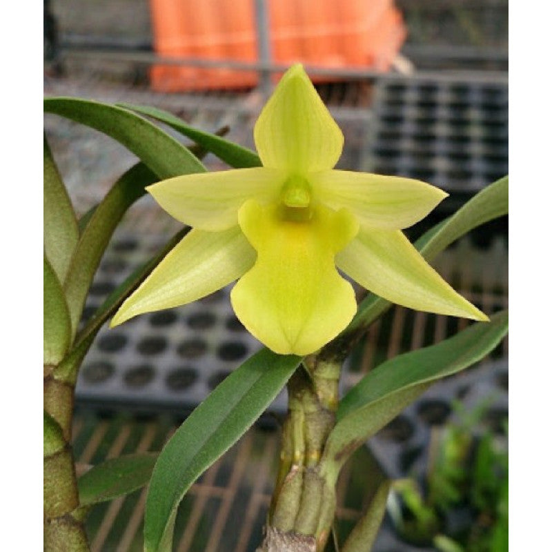 Dendrobium trigonopus