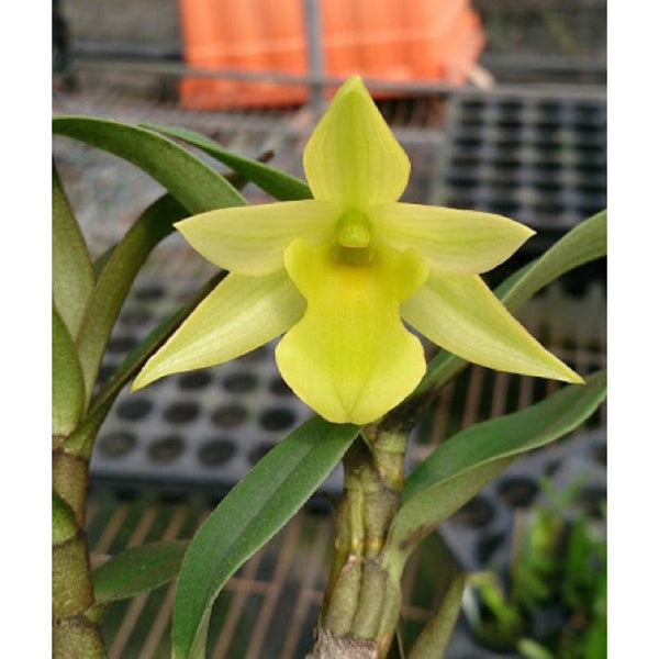 Dendrobium trigonopus