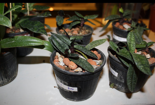 Paphiopedilum armeniacum