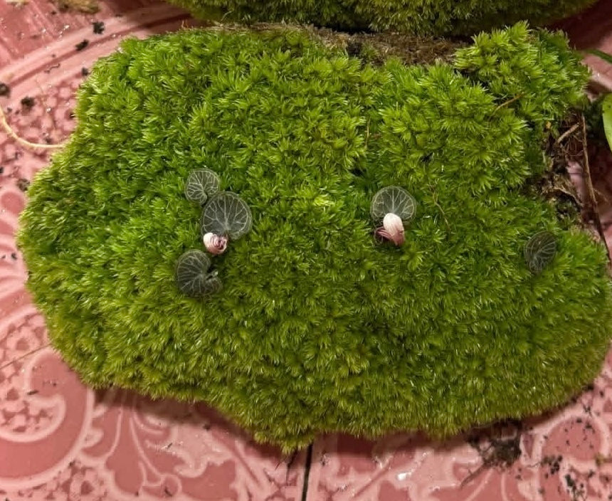 Corybas ecarinatus