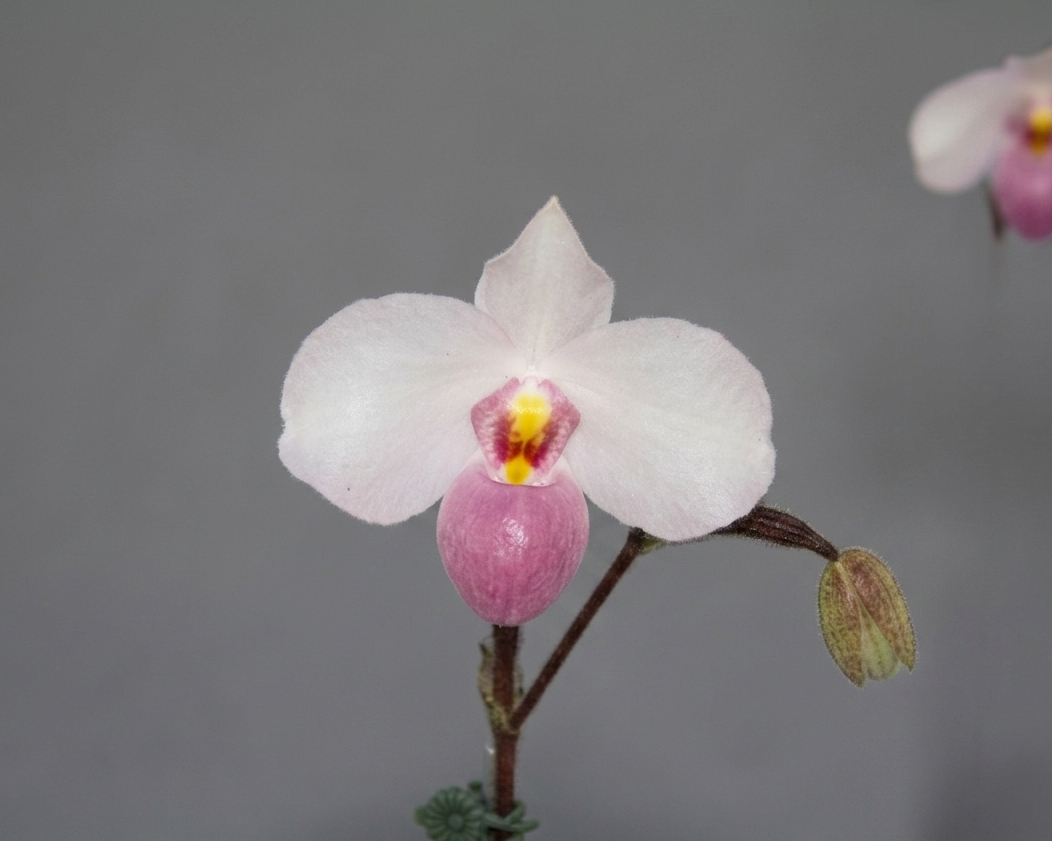 Paphiopedilum delenatii